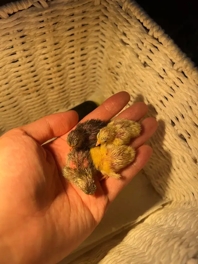 Pet button quails