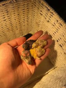 Pet button quails
