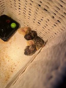 Pet button quails - Photo 2