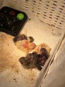Pet button quails - Photo 3