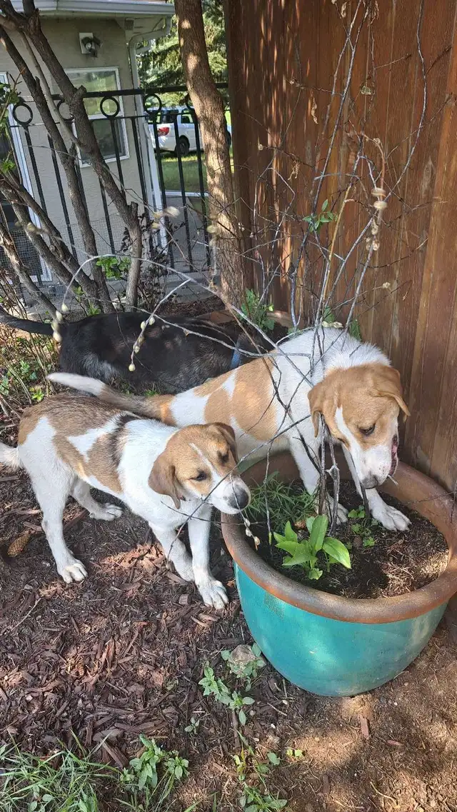 Playful Mixed Breed Puppies