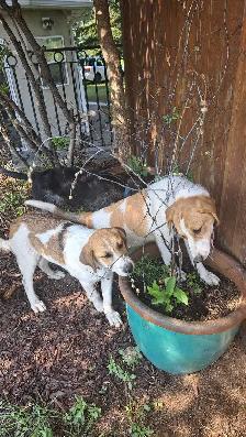 Playful Mixed Breed Puppies