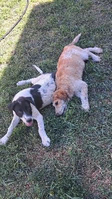 Playful Mixed Breed Puppies - Photo 2