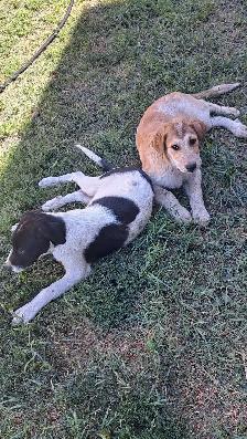 Playful Mixed Breed Puppies - Photo 3