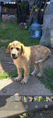 Playful Mixed Breed Puppies - Photo 4