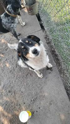 Playful Mixed Breed Puppies - Photo 5