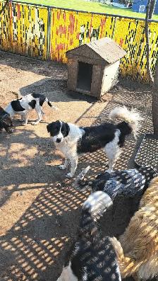 Playful Mixed Breed Puppies - Photo 6