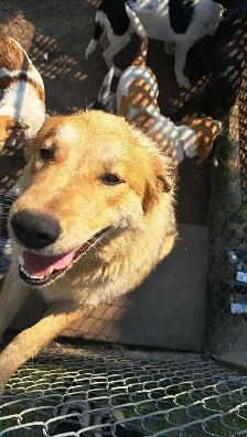 Playful Mixed Breed Puppies - Photo 7