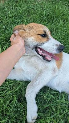 Playful Mixed Breed Puppies - Photo 8