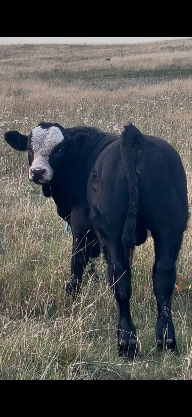 Purebred Simmental Bulls