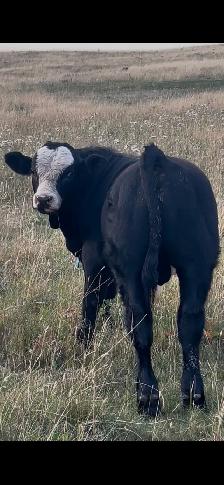 Purebred Simmental Bulls