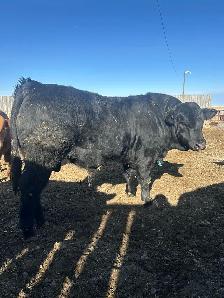 Purebred Simmental Bulls - Photo 2