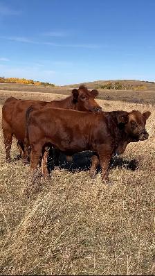 Purebred Simmental Bulls - Photo 3