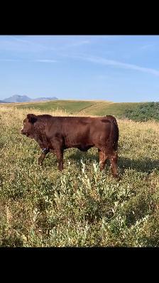 Purebred Simmental Bulls - Photo 4