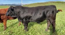 Purebred Simmental Bulls - Photo 5