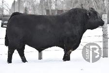 Purebred Simmental Bulls - Photo 6