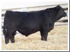 Purebred Simmental Bulls - Photo 7