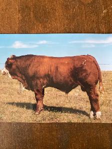 Purebred Simmental Bulls - Photo 8