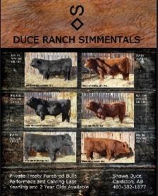 Purebred Simmental Bulls - Photo 9
