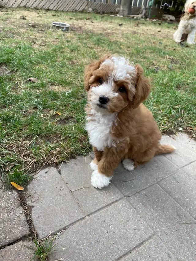 Beautiful Red F1B Maltipoo Puppy