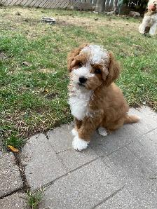Beautiful Red F1B Maltipoo Puppy