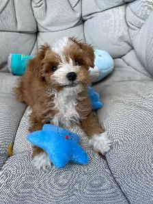 Beautiful Red F1B Maltipoo Puppy - Photo 2