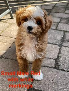 Beautiful Red F1B Maltipoo Puppy - Photo 3