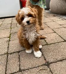Beautiful Red F1B Maltipoo Puppy - Photo 4