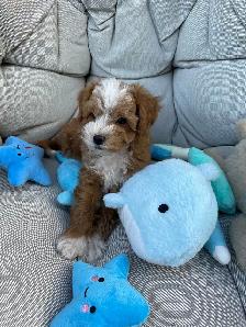 Beautiful Red F1B Maltipoo Puppy - Photo 5