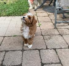 Beautiful Red F1B Maltipoo Puppy - Photo 6