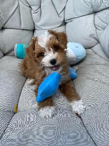 Beautiful Red F1B Maltipoo Puppy - Photo 7