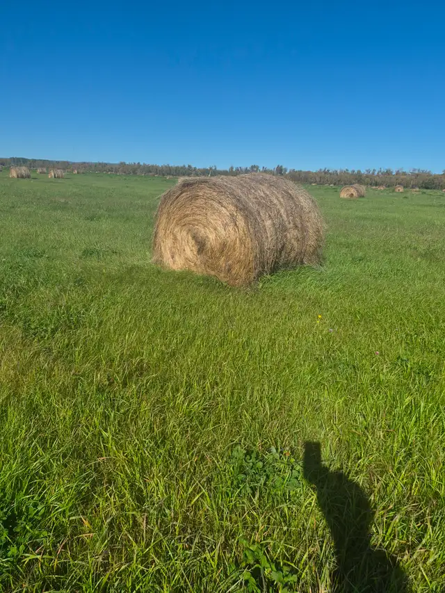 Hay for Sale