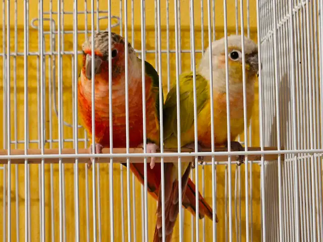 Pineapple Conures Adam and Eve