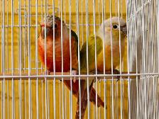 Pineapple Conures Adam and Eve