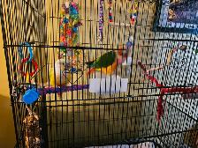 Pineapple Conures Adam and Eve - Photo 2