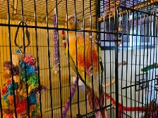 Pineapple Conures Adam and Eve - Photo 4