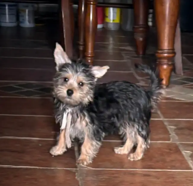 Adorable petit mâle Morkie
