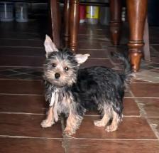 Adorable petit mâle Morkie