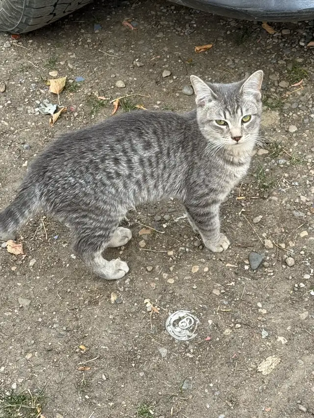 Barn cat mousers