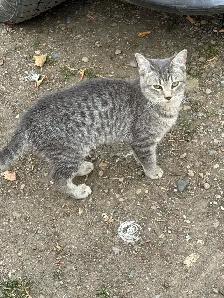 Barn cat mousers