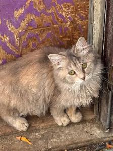 Barn cat mousers - Photo 2