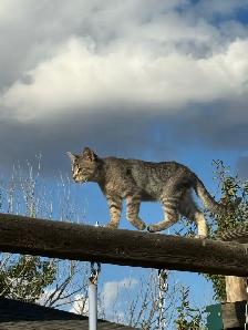 Barn cat mousers - Photo 3