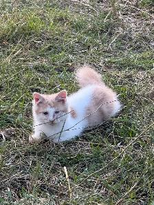 Barn cat mousers - Photo 5