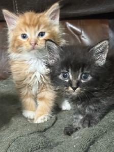 Barn cat mousers - Photo 6