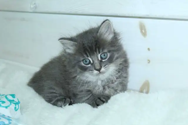 ADORABLE LONGHAIRED KITTENS AVAILABLE!