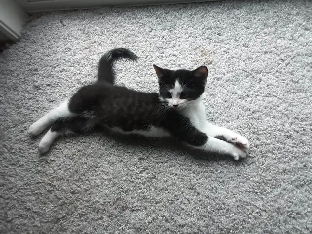 Kittens 2 male 2 female