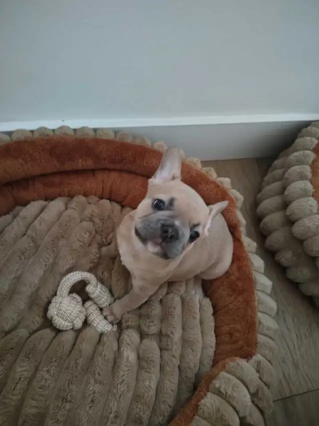 French bulldog female puppy