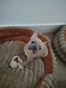 French bulldog female puppy
