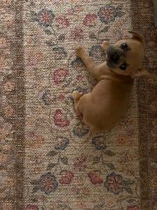 French bulldog female puppy - Photo 2