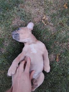 French bulldog female puppy - Photo 3